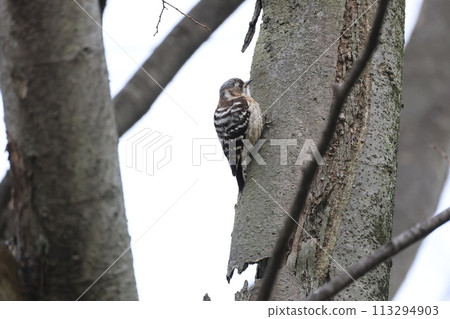 一隻黑色啄木鳥棲息在樹上 一隻黑色啄木鳥棲息在樹上 113294903