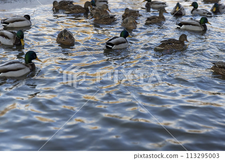 a large number of wild ducks floating on the river in winter 113295003