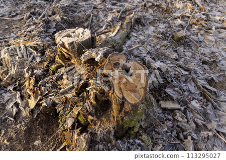 cutting and harvesting of wood cutting and harvesting of wood 113295027