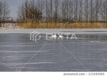 white swans on the lake in winter, wild swans 113295065