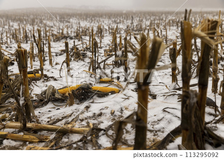 corn lies in the snow after harvesting and snowfall 113295092