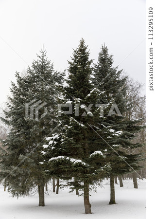 small fir needles spruce in the winter season 113295109