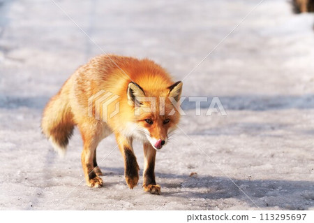 Tongue licking foxtail fox 113295697