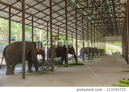 Elephants Shed Stable hospital nursery for care rest home large hall in Lampang Thailand 113295725