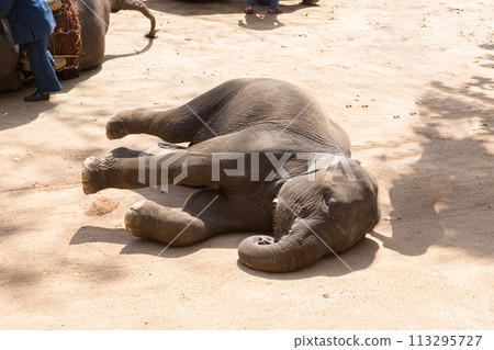 lazy baby elephant lay down sleeping cute lovely animal show in zoo tourist park lazy baby elephant lay down sleeping cute lovely animal show in zoo tourist park 113295727
