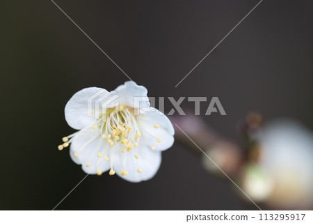 One flower of plum blossoms One flower of plum blossoms 113295917