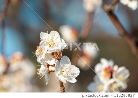 多多梅花的特寫 多多梅花的特寫 113295927