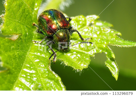 Red-headed Leaf Beetle 113296079