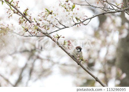 Sparrow perching on a cherry tree 113296095