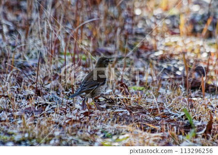 A winter bird of the thrush family foraging on the ground: the white-throated sparrowhawk A winter bird of the thrush family foraging on the ground: the white-throated sparrowhawk 113296256
