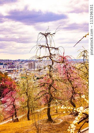 [Kyoto Scenery] Mimuroto Temple's Weeping Plum Garden is Like a Flower Garden in the Sky 113296381