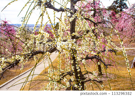[Kyoto Scenery] Mimuroto Temple's Weeping Plum Garden is Like a Flower Garden in the Sky 113296382