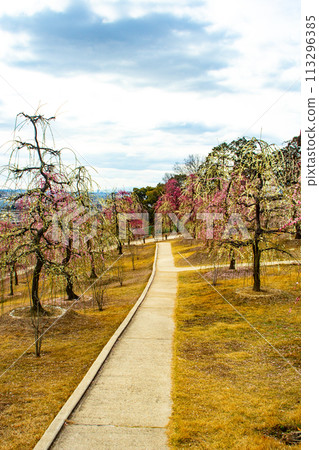 【京都風景】三室戶寺垂梅園就像空中花園 【京都風景】三室戶寺垂梅園就像空中花園 113296385