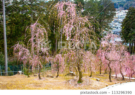 [Kyoto Scenery] Mimuroto Temple's Weeping Plum Garden is Like a Flower Garden in the Sky 113296390