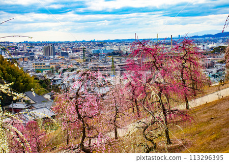 [Kyoto Scenery] Mimuroto Temple's Weeping Plum Garden is Like a Flower Garden in the Sky 113296395