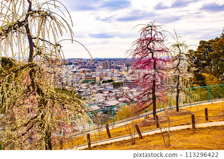 [Kyoto Scenery] Mimuroto Temple's Weeping Plum Garden is Like a Flower Garden in the Sky 113296422