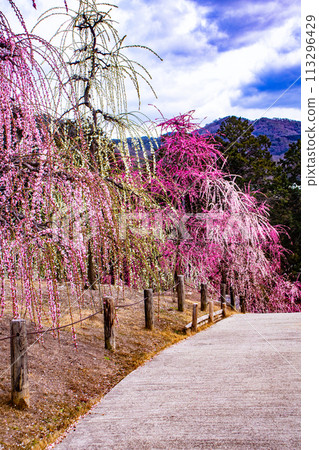 [Kyoto Scenery] Mimuroto Temple's Weeping Plum Garden is Like a Flower Garden in the Sky 113296429