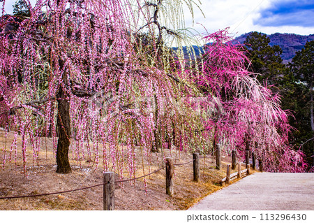 【京都風景】三室戶寺垂梅園就像空中花園 113296430