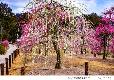 [Kyoto Scenery] Mimuroto Temple's Weeping Plum Garden is Like a Flower Garden in the Sky 113296435