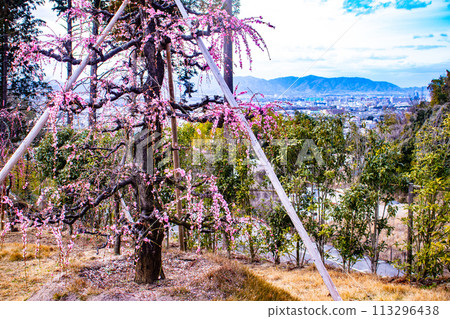 [Kyoto Scenery] Mimuroto Temple's Weeping Plum Garden is Like a Flower Garden in the Sky 113296438