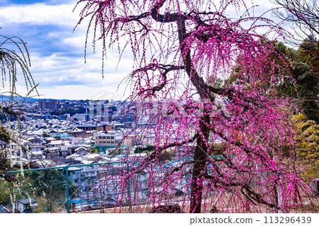 [Kyoto Scenery] Mimuroto Temple's Weeping Plum Garden is Like a Flower Garden in the Sky 113296439