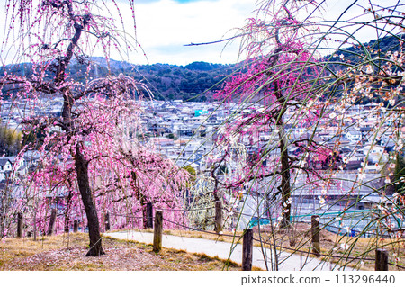 [Kyoto Scenery] Mimuroto Temple's Weeping Plum Garden is Like a Flower Garden in the Sky 113296440