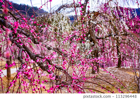 [Kyoto Scenery] Mimuroto Temple's Weeping Plum Garden is Like a Flower Garden in the Sky 113296448