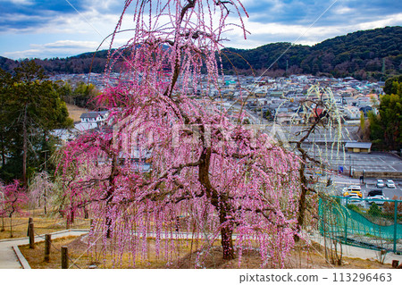 【京都風景】三室戶寺垂梅園就像空中花園 【京都風景】三室戶寺垂梅園就像空中花園 113296463