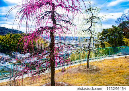 【京都風景】三室戶寺垂梅園就像空中花園 【京都風景】三室戶寺垂梅園就像空中花園 113296464