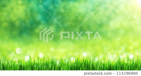 Sunny green foliage bokeh background Sunny green foliage bokeh background 113296900