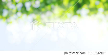 Sunny green foliage bokeh background 113296908