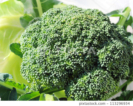 新鮮西蘭花芽的微距攝影 新鮮西蘭花芽的微距攝影 113296934