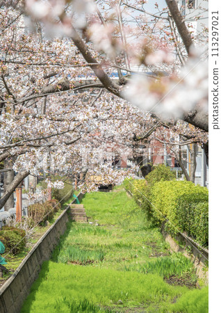 野川水上公園，櫻花，東京世田谷區深澤 113297021