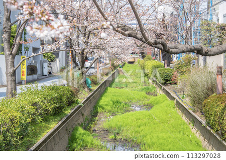 野川水上公園，櫻花，東京世田谷區深澤 113297028