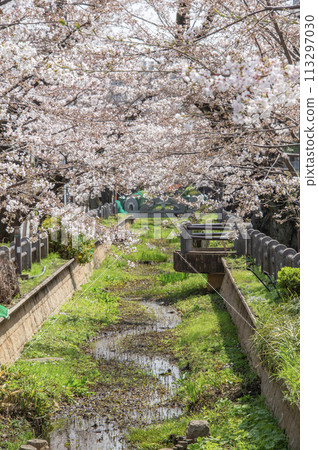 野川水上公園，櫻花，東京世田谷區深澤 113297030