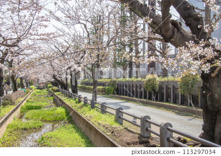 野川水上公園,櫻花,東京世田谷區深澤 野川水上公園,櫻花,東京世田谷區深澤 113297034