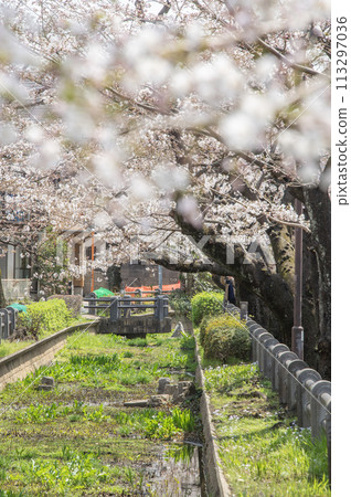 野川水上公園,櫻花,東京世田谷區深澤 野川水上公園,櫻花,東京世田谷區深澤 113297036