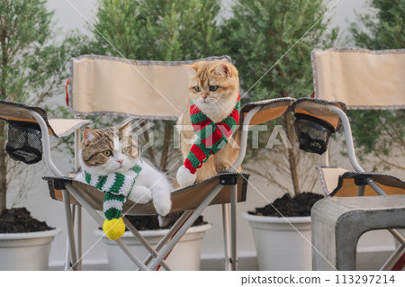 winter holiday and cat concept with british and scottish cat wear silk scarf and play on camping chair with pine and christmas tree background 113297214