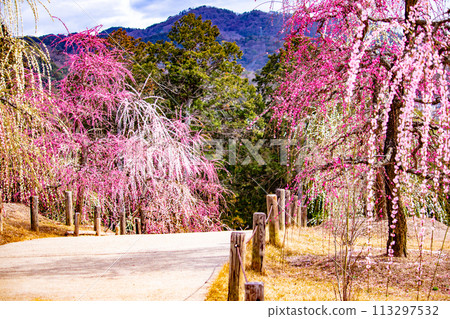 【京都風景】三室戶寺垂梅園就像空中花園 113297532