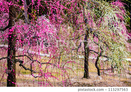 [Kyoto Scenery] Mimuroto Temple's Weeping Plum Garden is Like a Flower Garden in the Sky 113297563