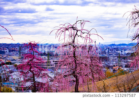【京都風景】三室戶寺垂梅園就像空中花園 【京都風景】三室戶寺垂梅園就像空中花園 113297587