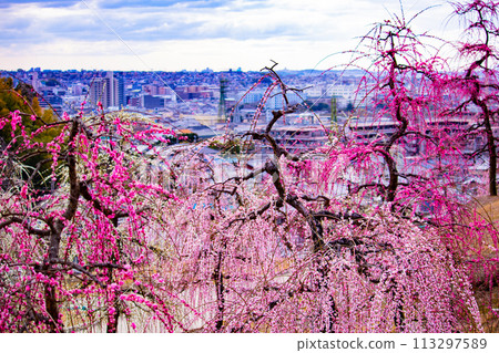 [Kyoto Scenery] Mimuroto Temple's Weeping Plum Garden is Like a Flower Garden in the Sky 113297589