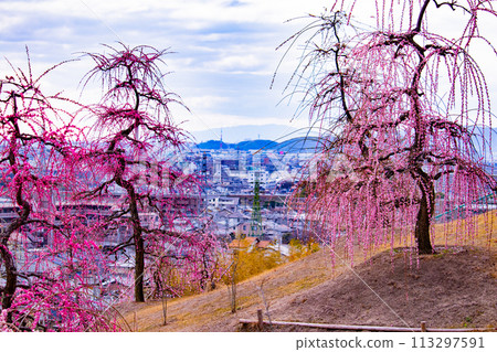【京都風景】三室戶寺垂梅園就像空中花園 【京都風景】三室戶寺垂梅園就像空中花園 113297591