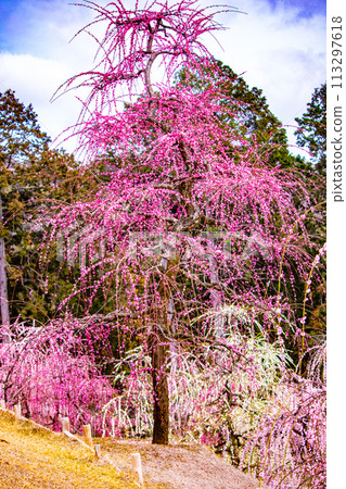 [Kyoto Scenery] Mimuroto Temple's Weeping Plum Garden is Like a Flower Garden in the Sky 113297618