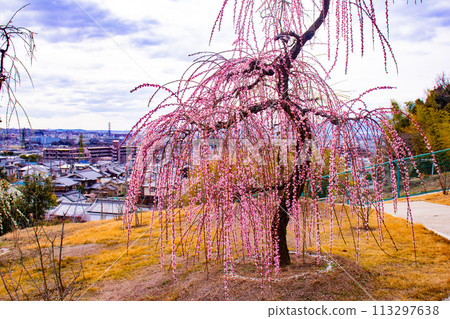 [Kyoto Scenery] Mimuroto Temple's Weeping Plum Garden is Like a Flower Garden in the Sky 113297638