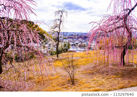 [Kyoto Scenery] Mimuroto Temple's Weeping Plum Garden is Like a Flower Garden in the Sky 113297640
