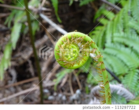 蕨菜芽 113297722
