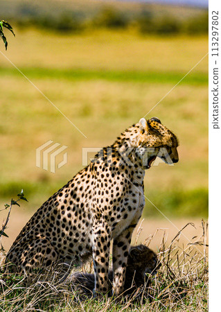 Cheetah Wildlife Animals Wild Maasai Mara National Reserve Park Narok County Great Rift Valley Kenya East Africa Landscapes Travel Safaris bush Wild Savannah grasslands wilderness hilly mountains docu 113297802