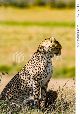 Cheetah Wildlife Animals Wild Maasai Mara National Reserve Park Narok County Great Rift Valley Kenya East Africa Landscapes Travel Safaris bush Wild Savannah grasslands wilderness hilly mountains docu 113297815