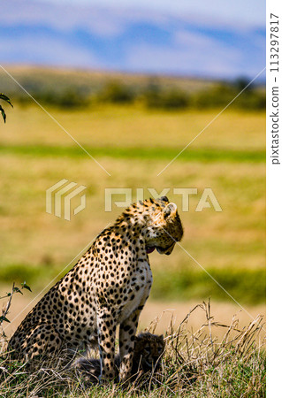 Cheetah Wildlife Animals Wild Maasai Mara National Reserve Park Narok County Great Rift Valley Kenya East Africa Landscapes Travel Safaris bush Wild Savannah grasslands wilderness hilly mountains docu 113297817